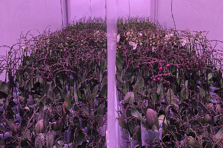 Onderzoek naar duurzame teelt van Phalaenopsis Onderzoek naar duurzame teelt van Phalaenopsis