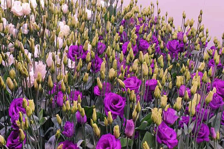 Lisianthus onder full-LED: hoe reageert het gewas? Lisianthus onder full-LED: hoe reageert het gewas?