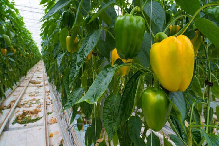 Hogere CO2-emissie tuinbouw in 2030 Hogere CO2-emissie tuinbouw in 2030