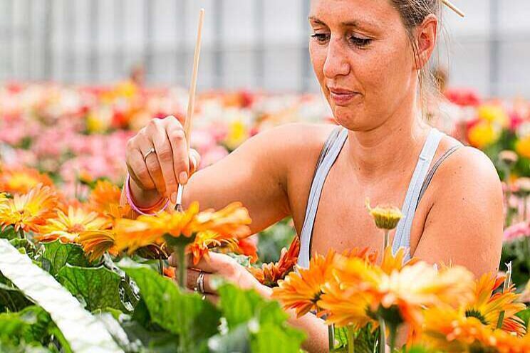 Plantenrassen blijken langer beschermd Plantenrassen blijken langer beschermd