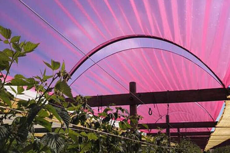 Vlamings test nieuw folie voor hogere productie Vlamings test nieuw folie voor hogere productie