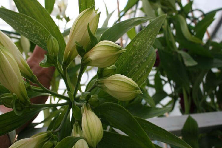 Bladstreepjes alstroemeria: wat is de oorzaak? Bladstreepjes alstroemeria: wat is de oorzaak?