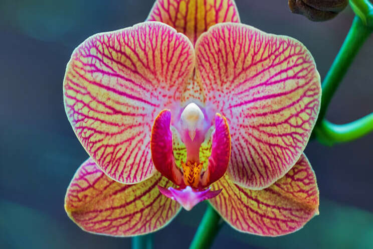 Global Orchid Event over trends in phalaenopsis Global Orchid Event over trends in phalaenopsis