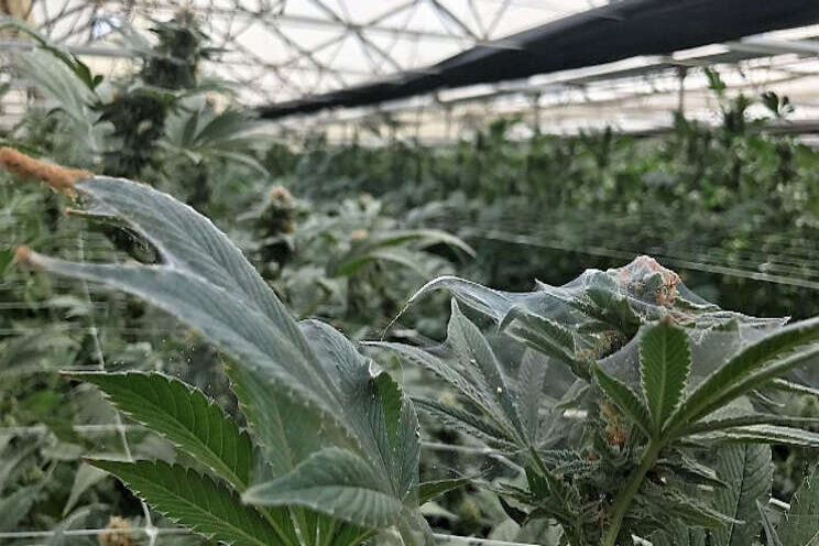 Spint bestrijden in de teelt van medicinale cannabis Spint bestrijden in de teelt van medicinale cannabis