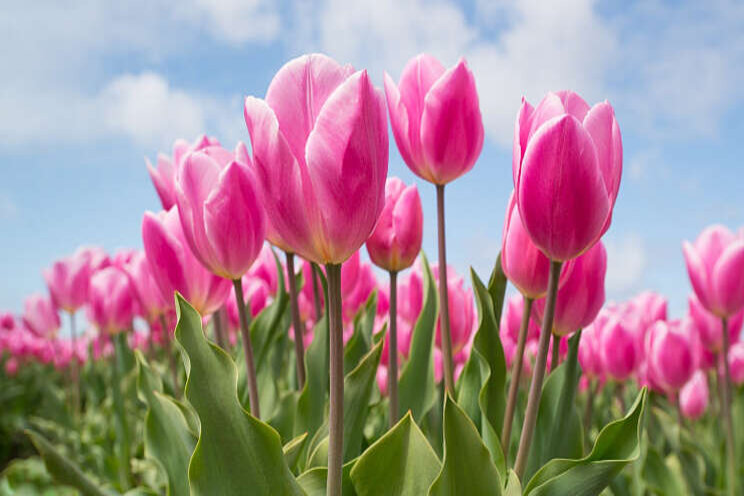 Tulpenkwekers laten selectierobots bouwen Tulpenkwekers laten selectierobots bouwen