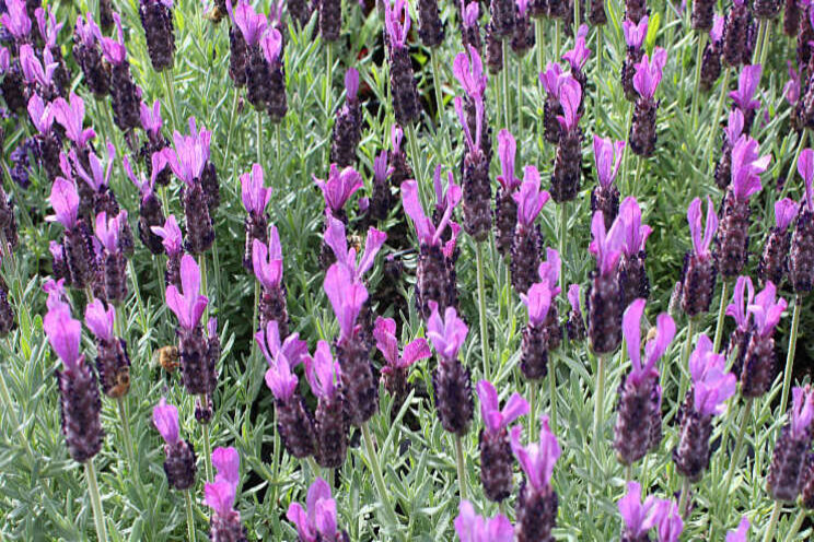 Lavendel Dümmen Orange heet voortaan 'LaDiva' Lavendel Dümmen Orange heet voortaan 'LaDiva'