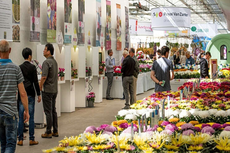 Royal Van Zanten en Morel Diffusion houden hybride trials Royal Van Zanten en Morel Diffusion houden hybride trials