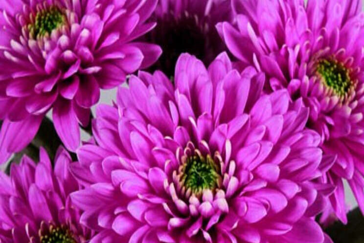 Floritec toont noviteiten Floritec toont noviteiten