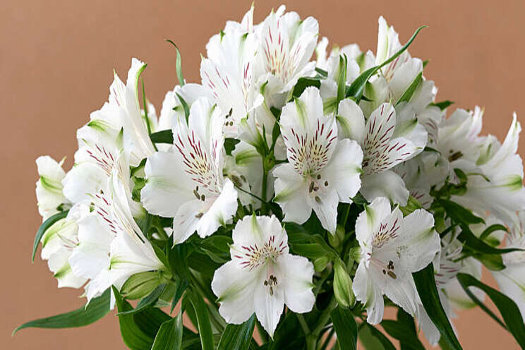 Witte Alstroemeria in XXL-formaat Witte Alstroemeria in XXL-formaat