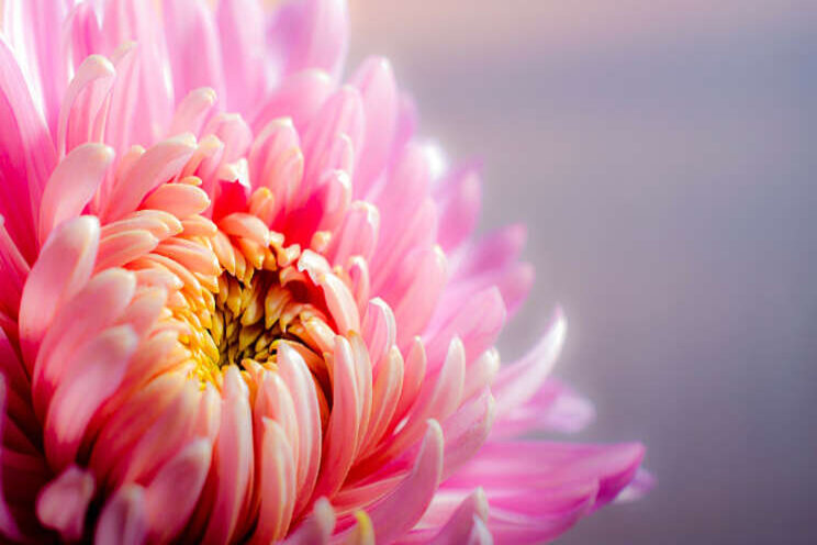 Blooming brightly bij Syngenta Blooming brightly bij Syngenta