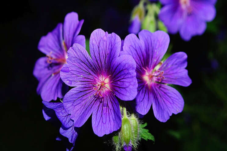 Revival voor Geranium? Revival voor Geranium?