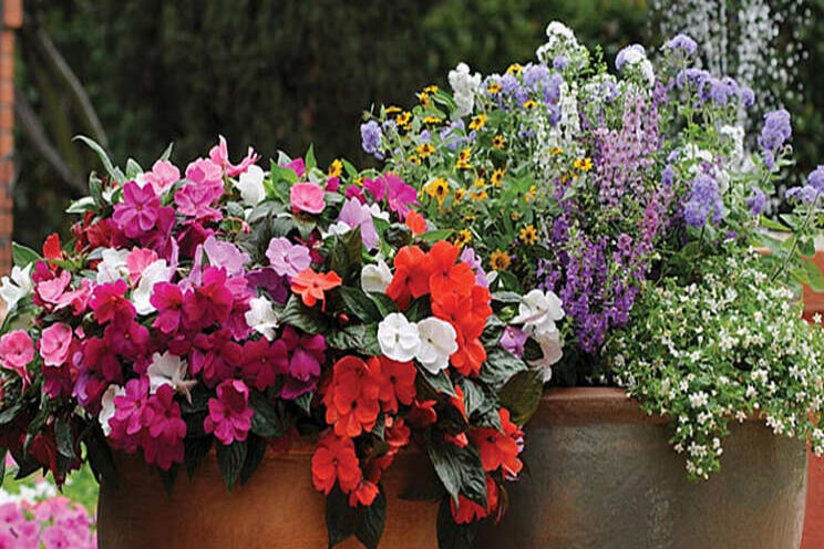 PanAmerican Seed organiseert FlowerTalk PanAmerican Seed organiseert FlowerTalk