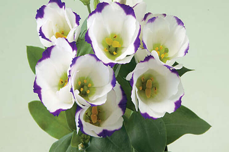 Morgen: Takii over Lisianthus Morgen: Takii over Lisianthus