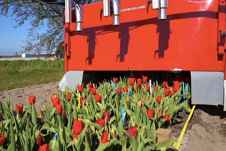 Computer leert virussen in tulpen herkennen Computer leert virussen in tulpen herkennen