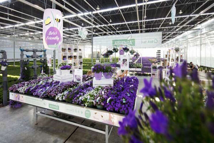 Digitale Campanula showdagen Digitale Campanula showdagen