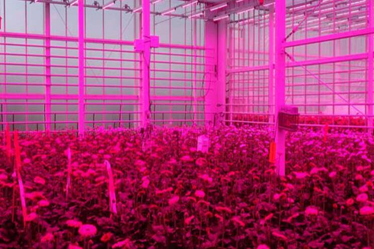 Succesvol gerbera's telen met 100% LED-belichting Succesvol gerbera's telen met 100% LED-belichting