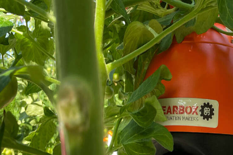 Kijk opening data gedreven kas Tomatoworld terug Kijk opening data gedreven kas Tomatoworld terug