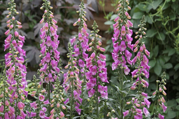 Digitalis Panther terug Digitalis Panther terug
