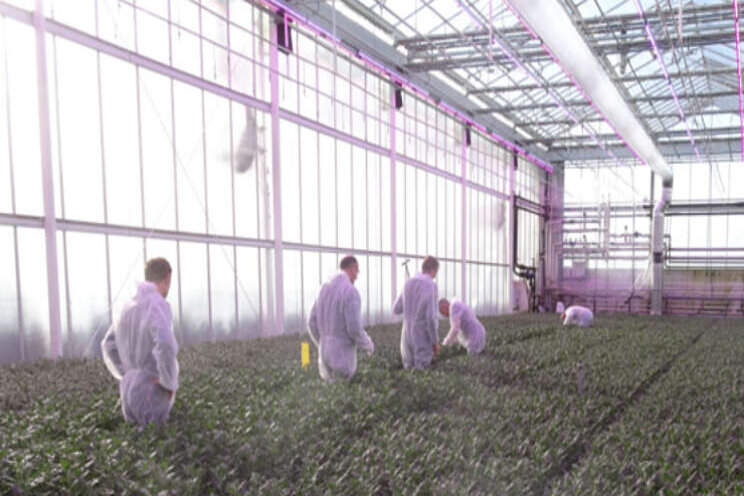 Een leerzame winter voor full LED Chrysant Een leerzame winter voor full LED Chrysant
