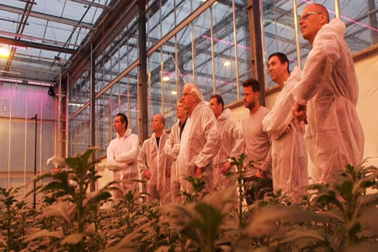 Sector geeft groen licht voor actieplan chrysant Sector geeft groen licht voor actieplan chrysant