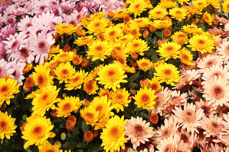 SV.CO introduceert nieuwe potchrysant SV.CO introduceert nieuwe potchrysant