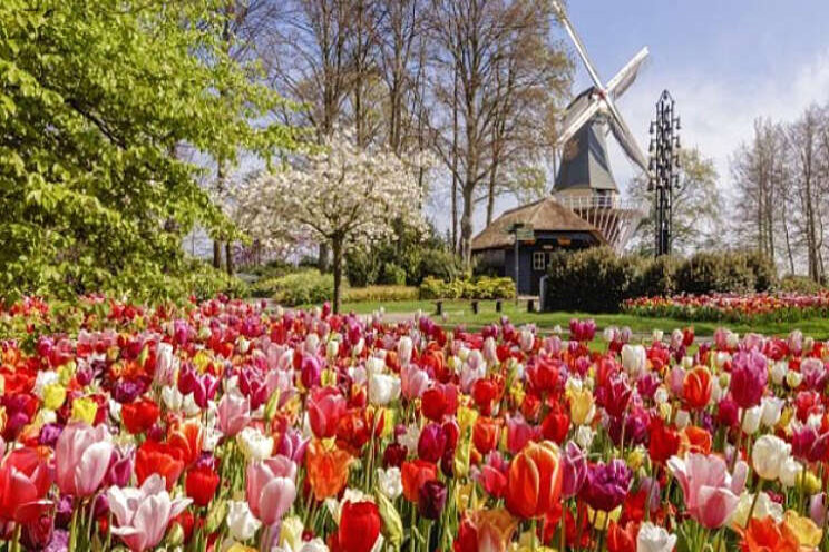 Keukenhof open voor 5.000 bezoekers Keukenhof open voor 5.000 bezoekers