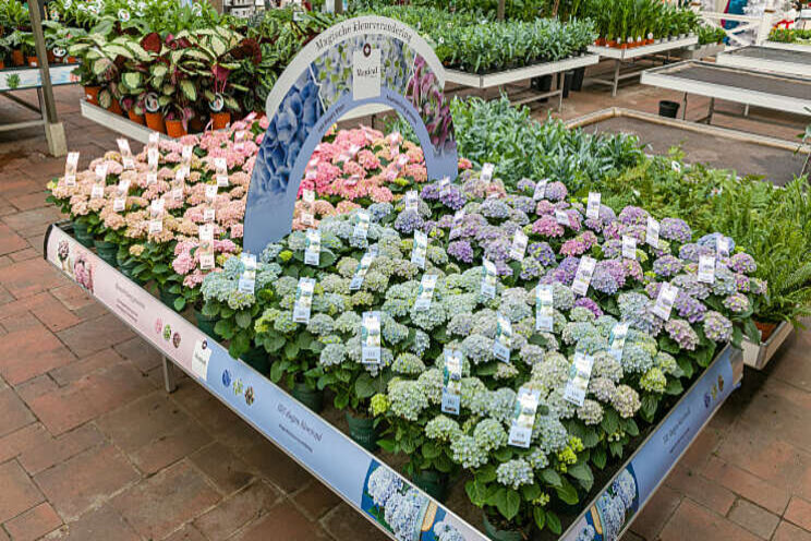 Telers Magical hortensia's klaar voor nieuw seizoen Telers Magical hortensia's klaar voor nieuw seizoen