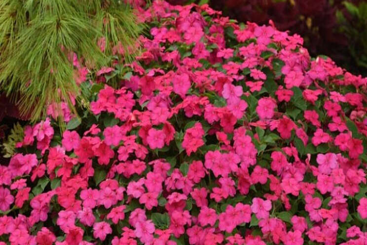 Impatiens Beacon groeit krachtiger en bloeit langer Impatiens Beacon groeit krachtiger en bloeit langer
