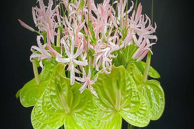 Groene anthurium Grand Slam maakt naam waar Groene anthurium Grand Slam maakt naam waar
