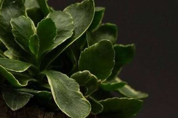 Nieuwe Kalanchoë bij Slijkerman Nieuwe Kalanchoë bij Slijkerman