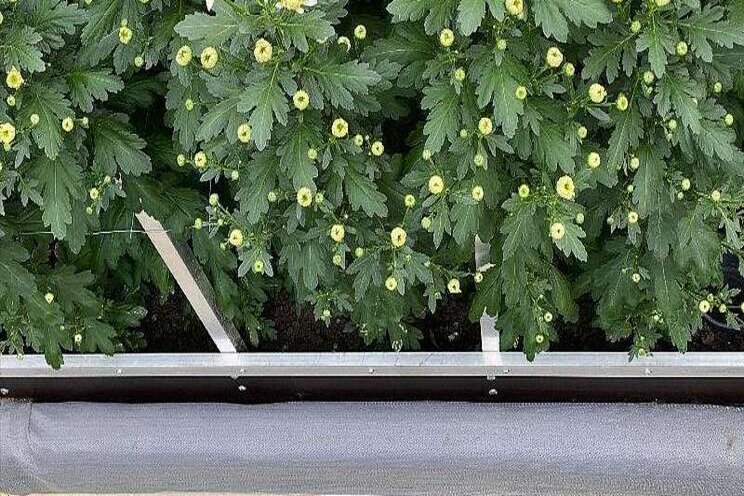 ErfGoed onderzoekt teelt chrysant op teeltvloer ErfGoed onderzoekt teelt chrysant op teeltvloer