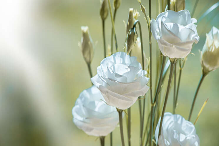 Verlengde opkweek lisianthus levert energiebesparing op Verlengde opkweek lisianthus levert energiebesparing op