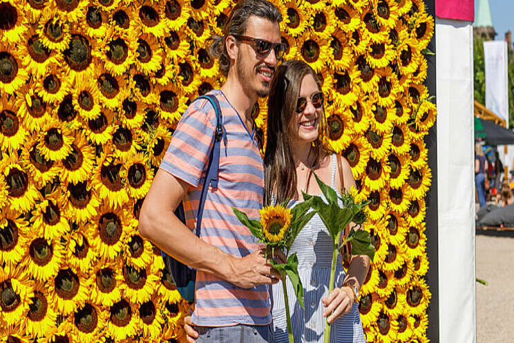 You get a sunflower, you get a sunflower, you get a sunflower... You get a sunflower, you get a sunflower, you get a sunflower...