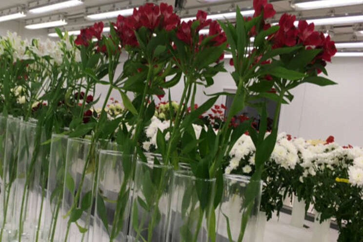 Alstroemeria-project maakt ambities nog steeds waar Alstroemeria-project maakt ambities nog steeds waar